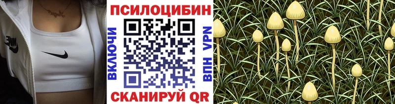 Купить закладки  Камень-на-Оби  Псилоцибиновые грибы Magic Shrooms 